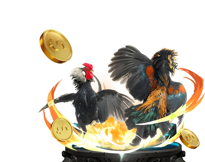 Người chơi phân tích chiến kê trước trận đấu tại wipwin casino